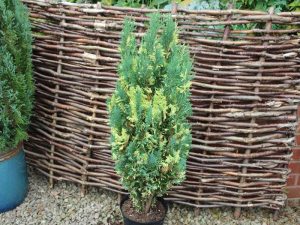 Chamaecyparis lawsoniana 'Fleckellwood'-0