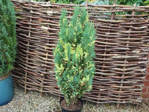 Chamaecyparis lawsoniana 'Fleckellwood'-0