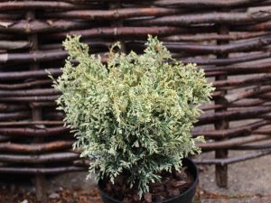 Chamaecyparis lawsoniana 'Pearly Swirls'-0
