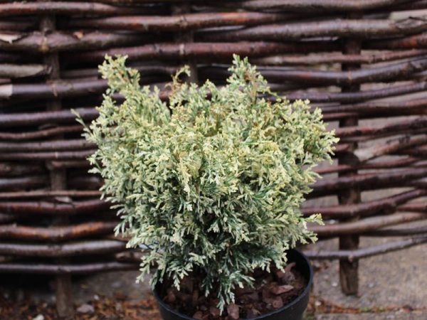 Chamaecyparis lawsoniana 'Pearly Swirls'-0