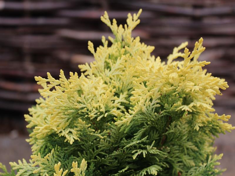 Chamaecyparis lawsoniana 'Pygmaea Argentea' -9949