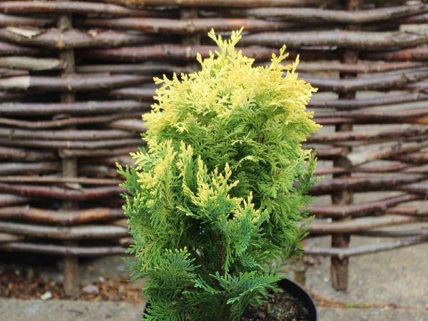Chamaecyparis lawsoniana 'Pygmaea Argentea' -0