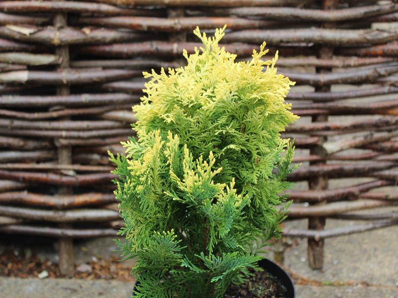 Chamaecyparis lawsoniana 'Pygmaea Argentea' -0
