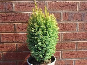 Chamaecyparis lawsoniana 'Nicole'-0