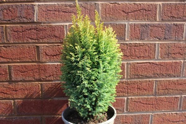 Chamaecyparis lawsoniana 'Nicole'-0