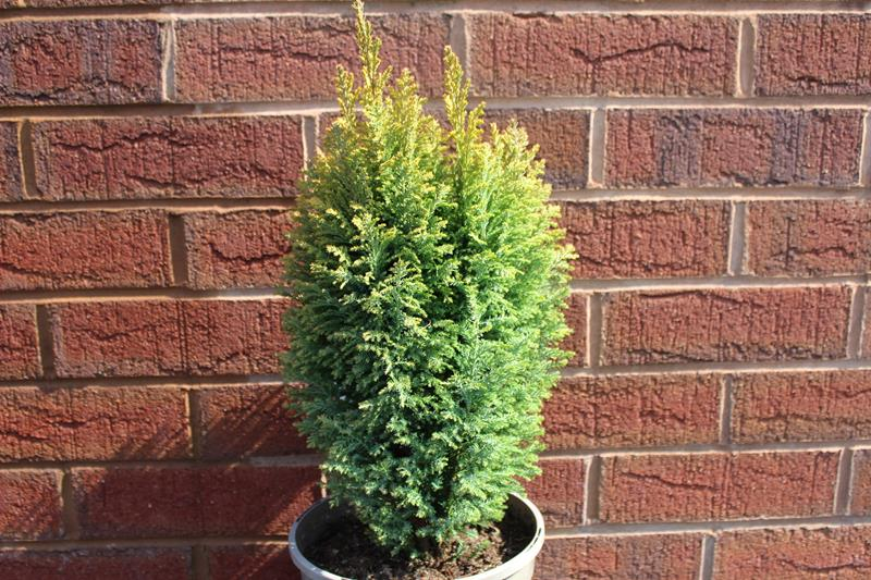 Chamaecyparis lawsoniana 'Nicole'-0
