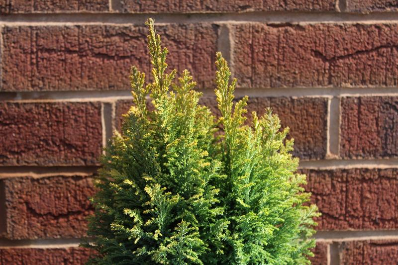 Chamaecyparis lawsoniana 'Nicole'-20236