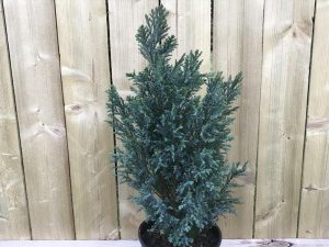 Chamaecyparis lawsoniana 'Chilworth Silver' AGM-0