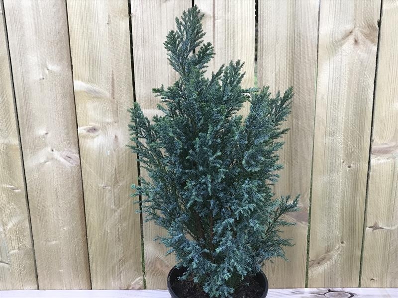 Chamaecyparis lawsoniana 'Chilworth Silver' AGM-0