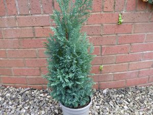 Chamaecyparis lawsoniana 'Ellwoodii'-0