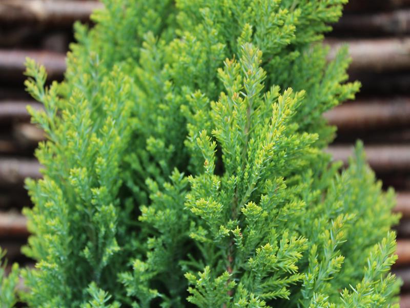 Chamaecyparis lawsoniana 'Ellwoods Gold'-9930