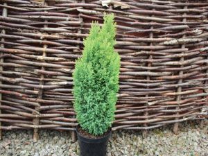 Chamaecyparis lawsoniana 'Ellwoods Gold'-0