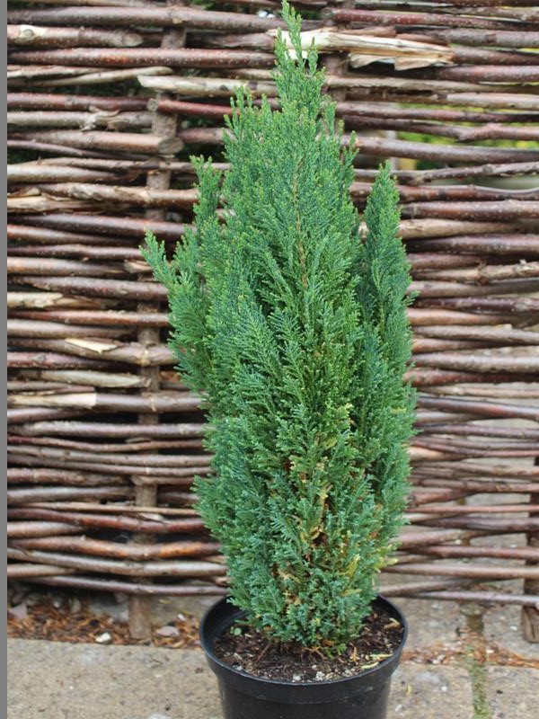 Chamaecyparis lawsoniana 'Ellwoods Pillar'-9931