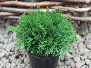 Chamaecyparis lawsoniana 'Green Globe' AGM-0