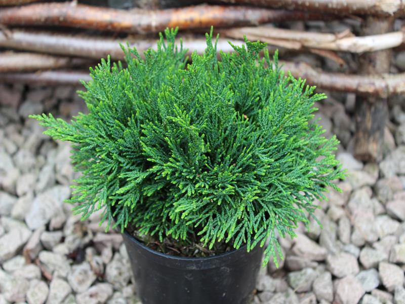 Chamaecyparis lawsoniana 'Green Globe' AGM-0