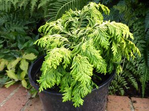 Chamaecyparis lawsoniana 'Jeanette'-0