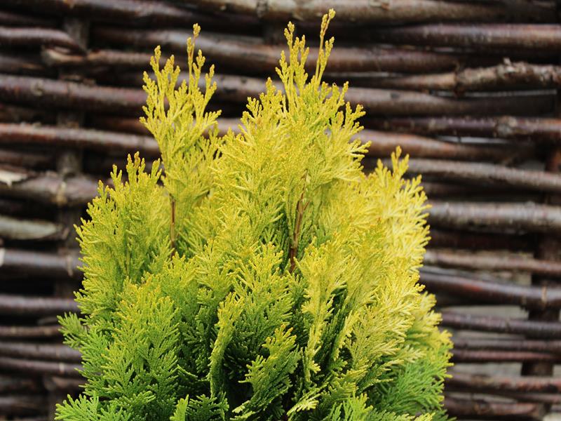 Chamaecyparis lawsoniana 'Minima Aurea'-9936