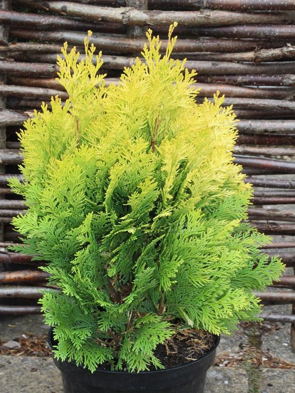 Chamaecyparis lawsoniana 'Minima Aurea'-9935
