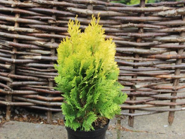 Chamaecyparis lawsoniana 'Minima Aurea'-0