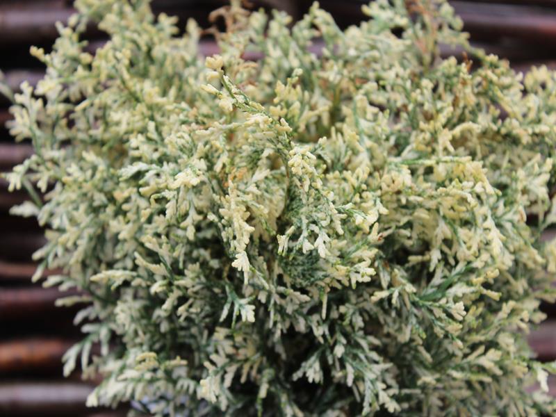 Chamaecyparis lawsoniana 'Pearly Swirls'-9941