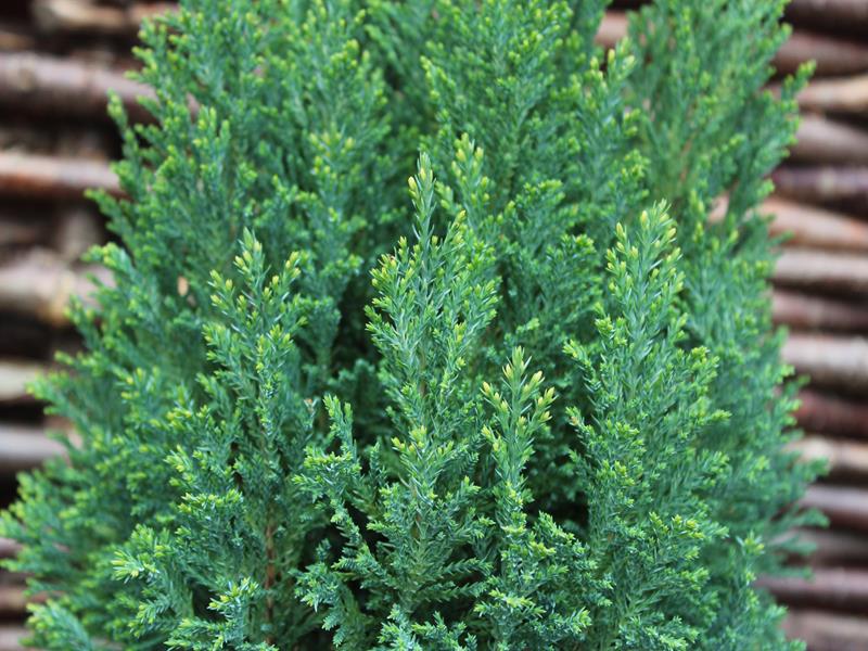 Chamaecyparis lawsoniana 'Snow White' AGM-9944