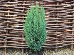 Chamaecyparis lawsoniana 'Snow White' AGM-0