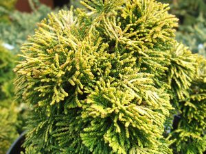 Chamaecyparis obtusa 'Aurora'-0