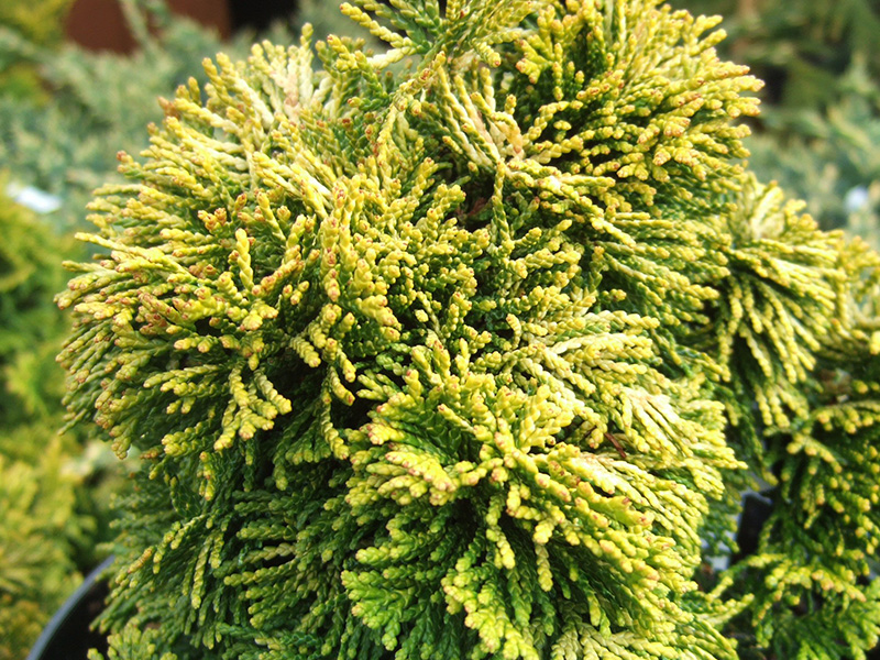Chamaecyparis obtusa 'Aurora'-0