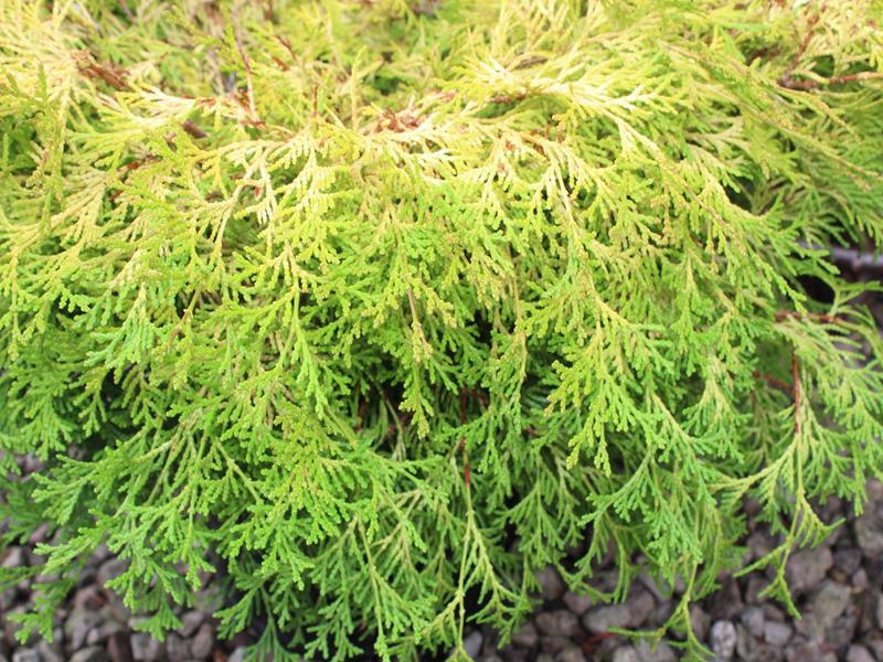 Chamaecyparis obtusa 'Kamarachiba' AGM-9950