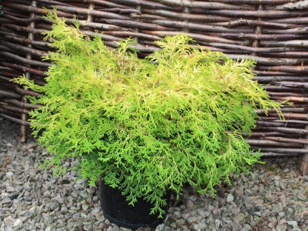 Chamaecyparis obtusa 'Kamarachiba' AGM-0