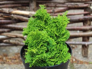 Chamaecyparis obtusa 'Templehof' -0