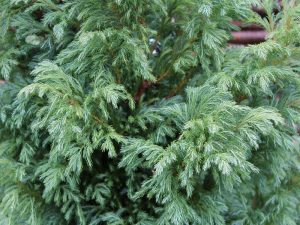 Chamaecyparis pisifera 'Boulevard' AGM-0