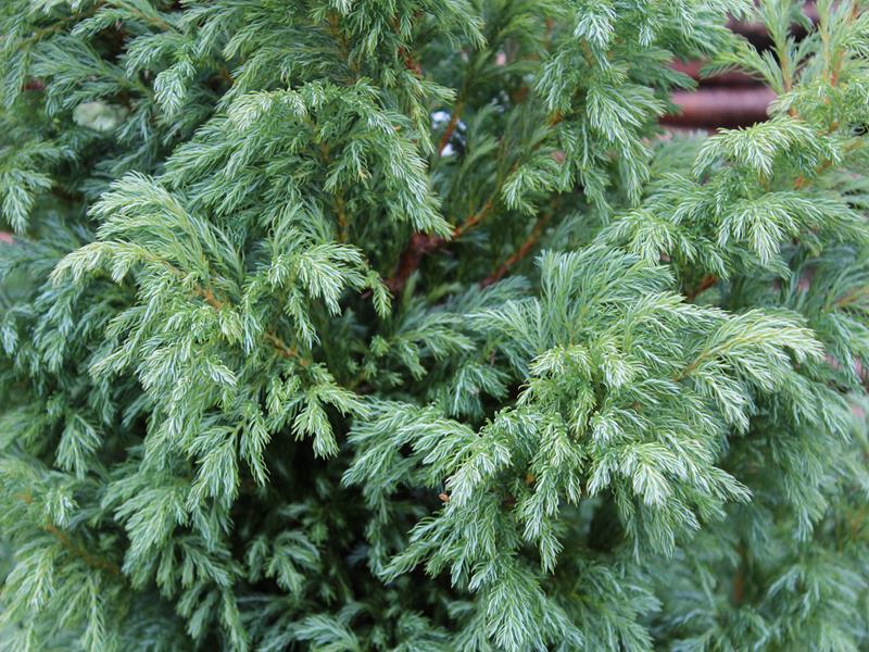 Chamaecyparis pisifera 'Boulevard' AGM-0