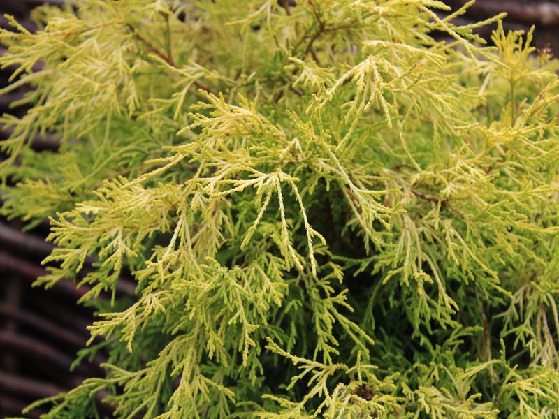 Chamaecyparis pisifera 'Filifera Aurea'-9957