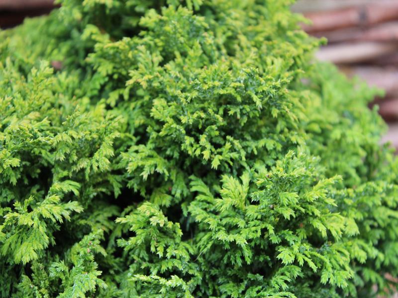 Chamaecyparis pisifera 'Nana'-9959
