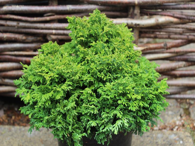 Chamaecyparis pisifera 'Nana'-0