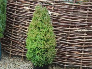 Chamaecyparis thyoides 'Red Star'-0