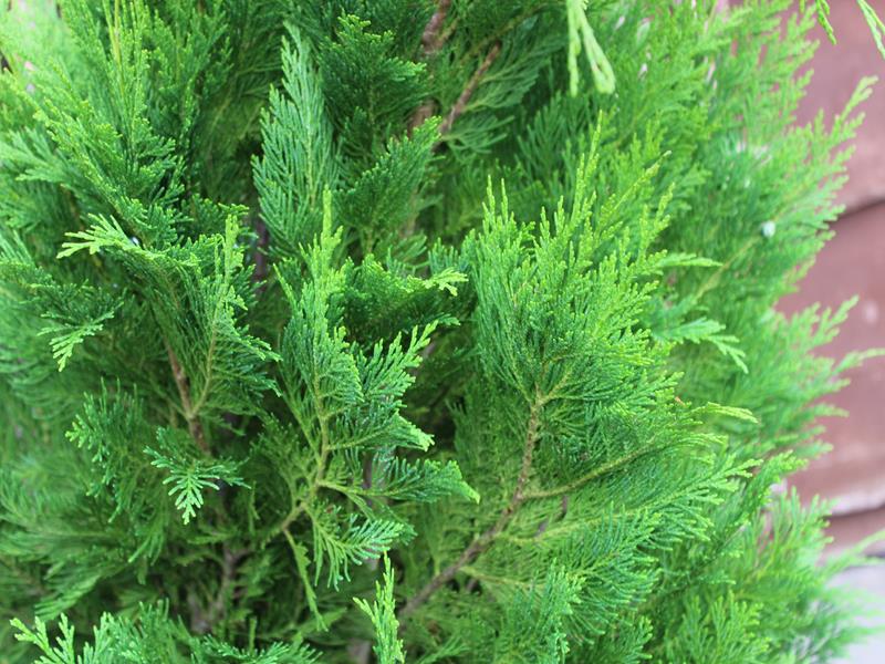 Chamaecyparis lawsoniana 'Emerald Spire'-10255