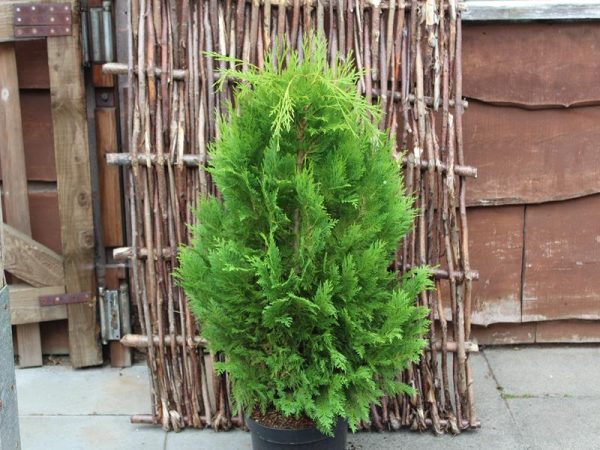 Chamaecyparis lawsoniana 'Emerald Spire'-0