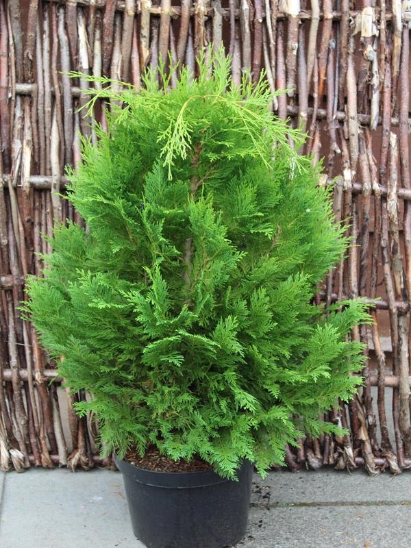 Chamaecyparis lawsoniana 'Emerald Spire'-10257