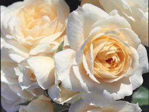 Rosa floribunda Champagne Moment 'Korvanaber'-0