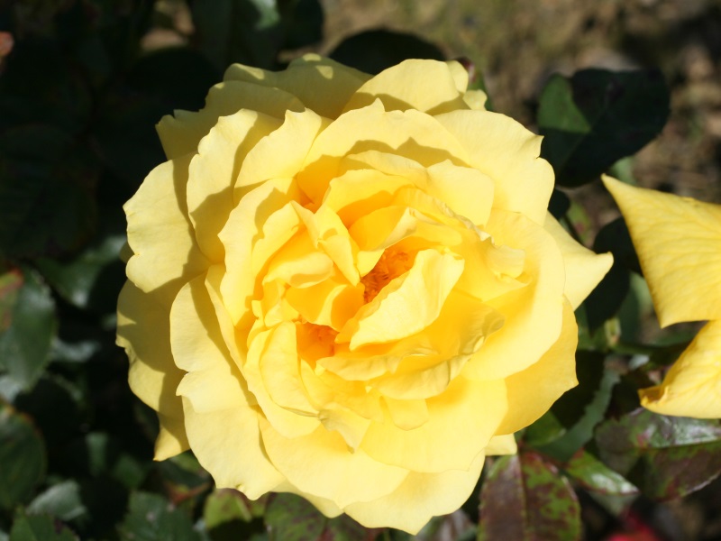 Rosa floribunda 'Chinatown'-0