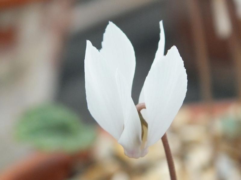 Cyclamen cilicium f. album-0