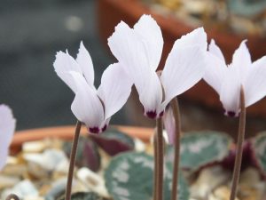 Cyclamen cilicium f. album-545