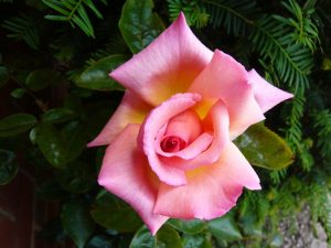 Rosa 'Compassion'-0
