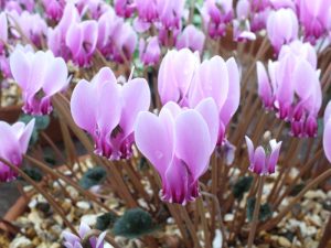 Cyclamen confusum-575
