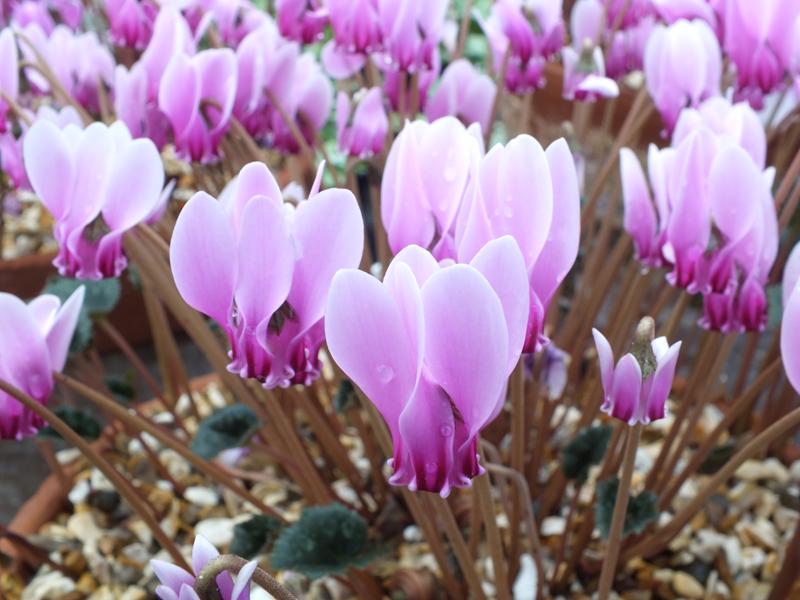 Cyclamen confusum-575