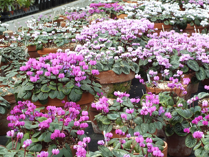 Cyclamen coum mixed colours-0