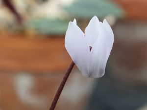 Cyclamen creticum-0