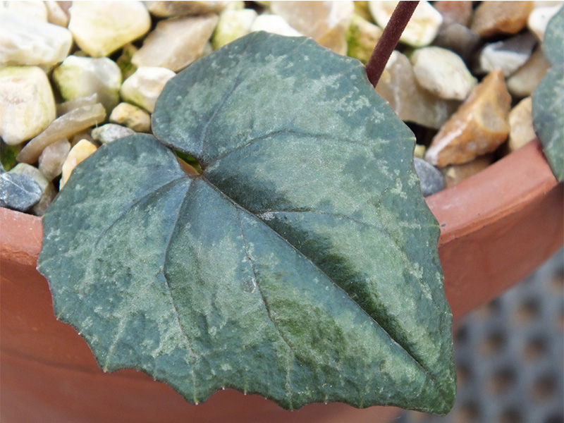 Cyclamen creticum-3386